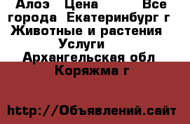 Алоэ › Цена ­ 150 - Все города, Екатеринбург г. Животные и растения » Услуги   . Архангельская обл.,Коряжма г.